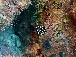 IMG 2749 Juvenile Smooth Trunkfish